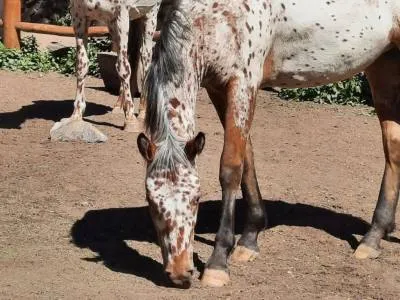 Horseback Riding Trips Cabalgatas AUCA