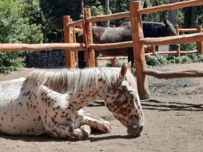 Horseback Riding Trips Cabalgatas AUCA