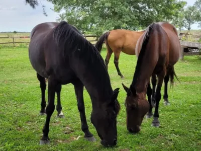 Hoteles Pedro Chico Hotel de Campo