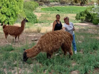 Cabins Eco Ranchos and sleeping with llamas