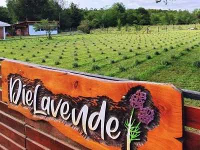 Eco-tourism Die Lavendel lavender field