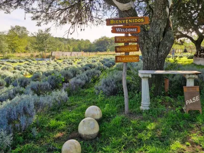 Eco-tourism Die Lavendel lavender field