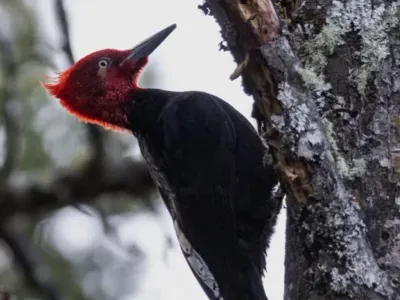 Lorena Te Guía - Guia Naturalista y Ornitológica Avistajes  en  Lago Puelo