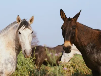Horseback Riding Trips Sayta Ranch - Cabalgatas Salta