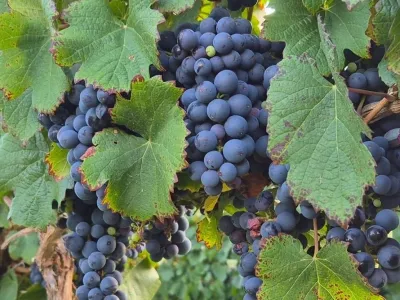 Bodegas Bodega Miraluna