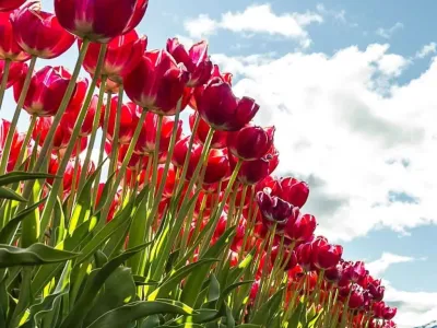 Atractivo Turístico Tulipanes Patagonia