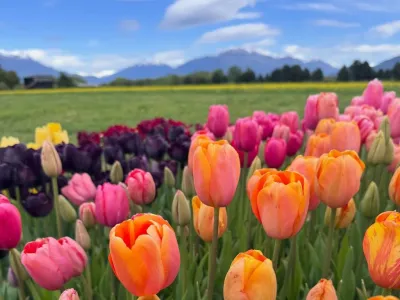 Atractivo Turístico Tulipanes Patagonia