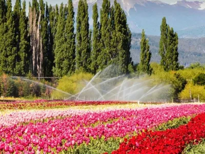 Atractivo Turístico Tulipanes Patagonia
