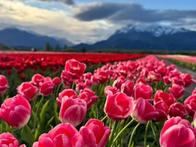 Atractivo Turístico Tulipanes Patagonia
