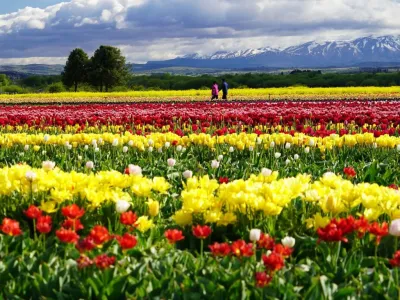 Atractivo Turístico Tulipanes Patagonia