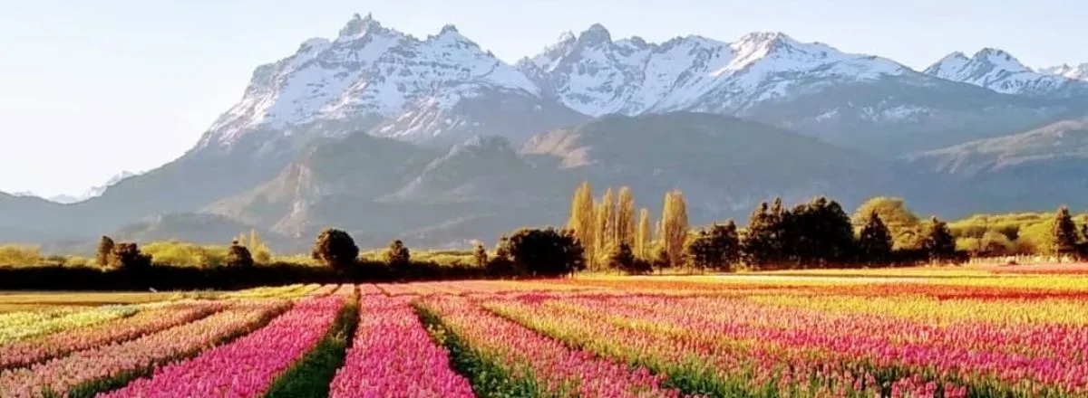 Atractivo Turístico Tulipanes Patagonia