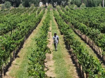 Bodegas Nueve Cumbres Bodega y Viñedos