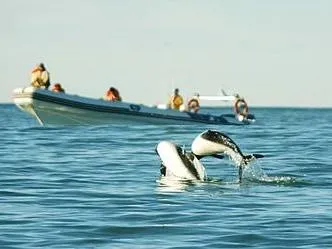 Toninas Adventure Wildlife Observation  in  Rawson