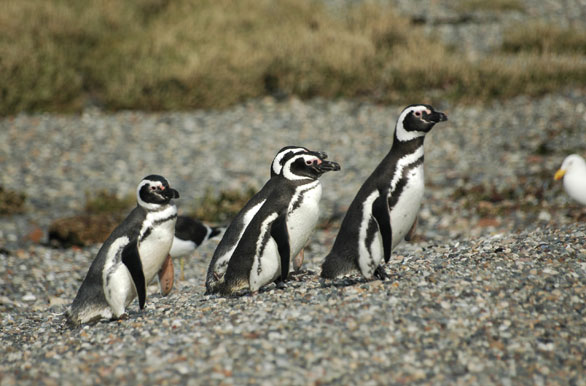 Pingüinos en la ría