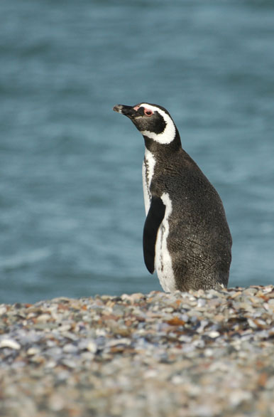 Pingüino en la ría