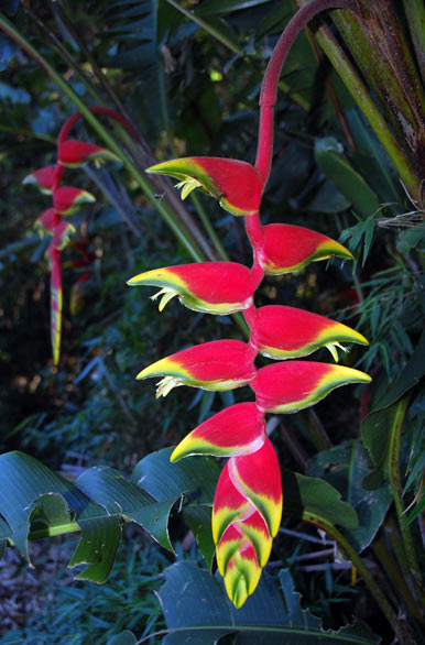Exótica planta en Guiráoga