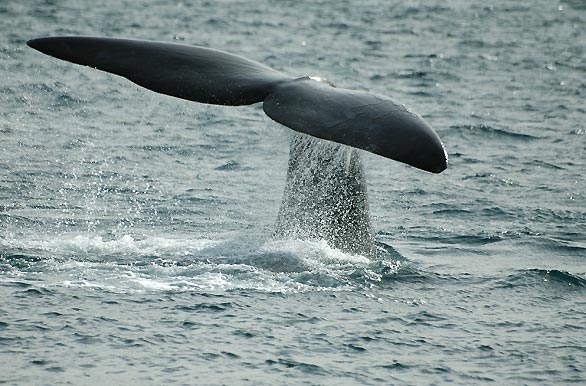 Whale tail, Península de Valdés
