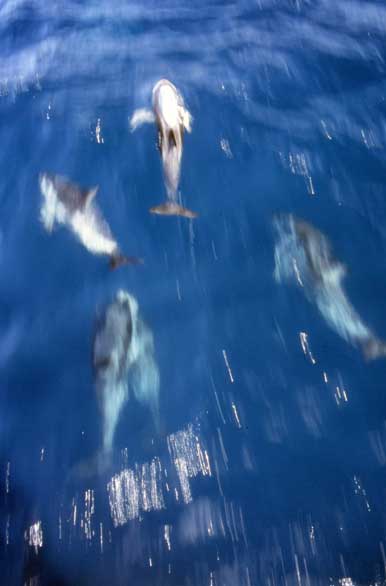 En búsqueda de los delfines