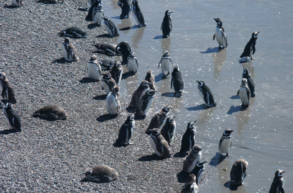 Penguin Punta Tombo colony