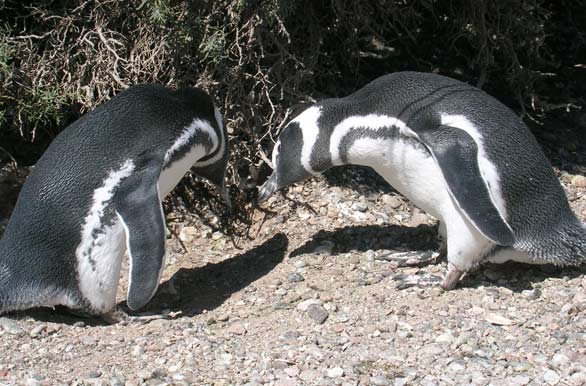 Pingüinos curiosos