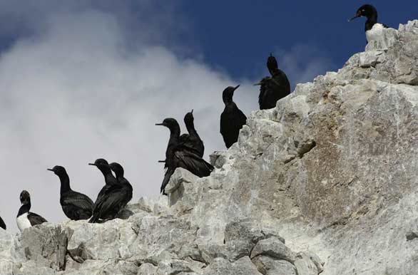 Colonia de cormoranes