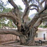 Algarrobo centenario
