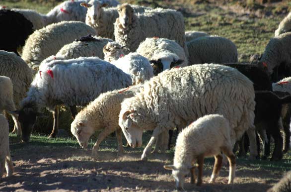 Manada de ovejas - Purmamarca