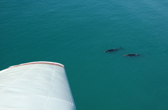 Paseo aéreo con avistaje de ballenas