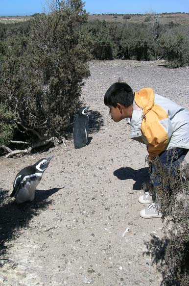 Niño y pingüino