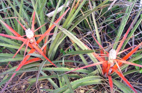 Chaguar (Bromelia hieronymi)