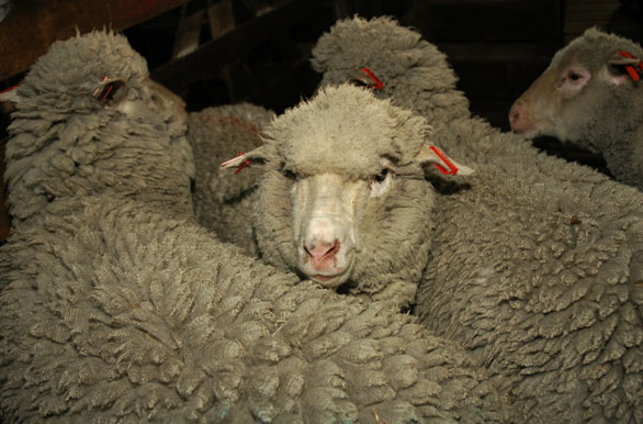 Cuna de la mejor lana, Estancia Monte Dinero