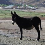 T�pico habitante de la puna