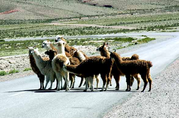 Llamas on the road