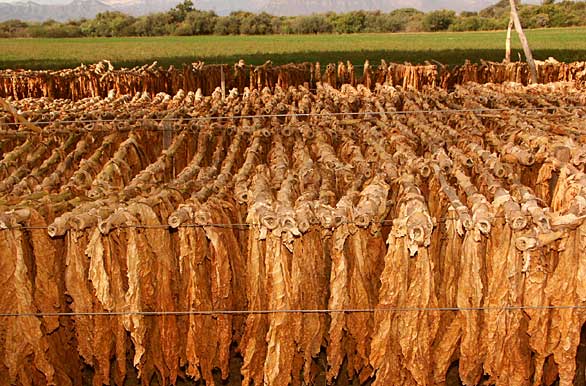 The long process of tobacco