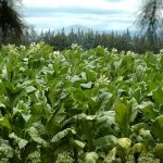 Plantaci�n de tabaco