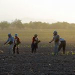 Trabajando el Tabaco