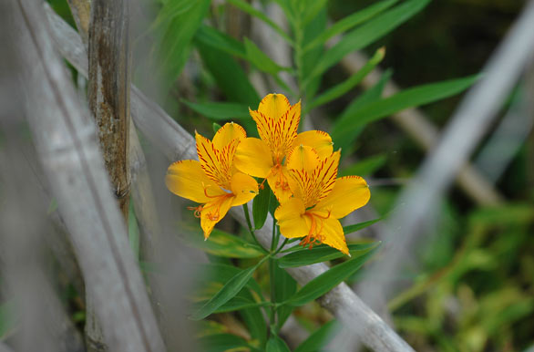 Amancay, típica flor de la patagonia