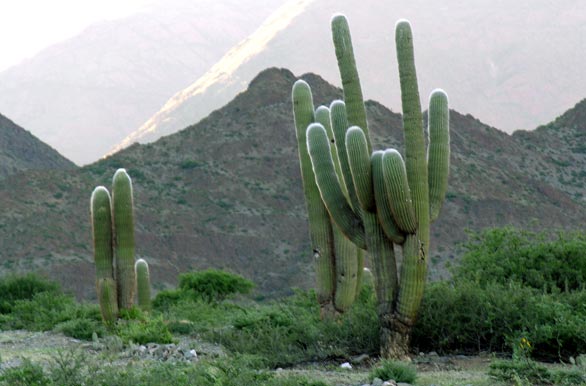 Paisaje de cactus
