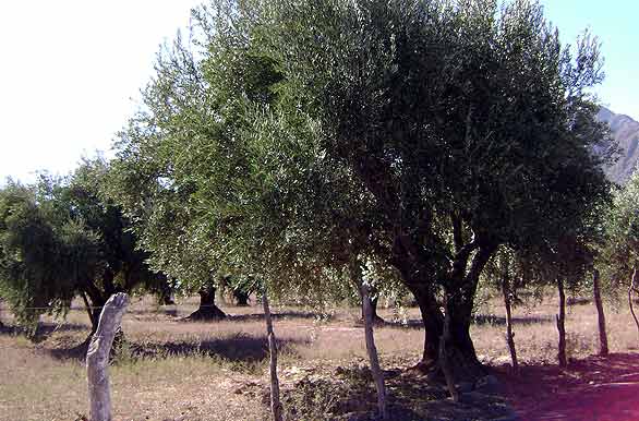 Cultivo de olivos