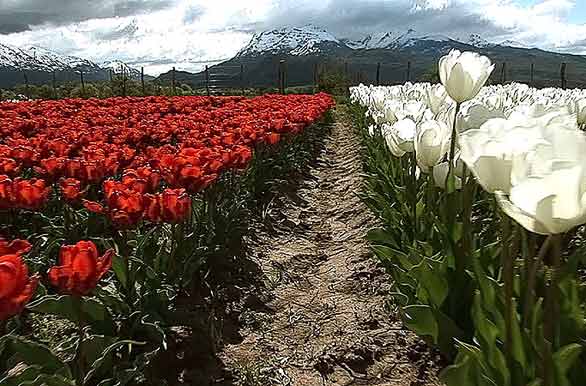 Valle de tulipanes