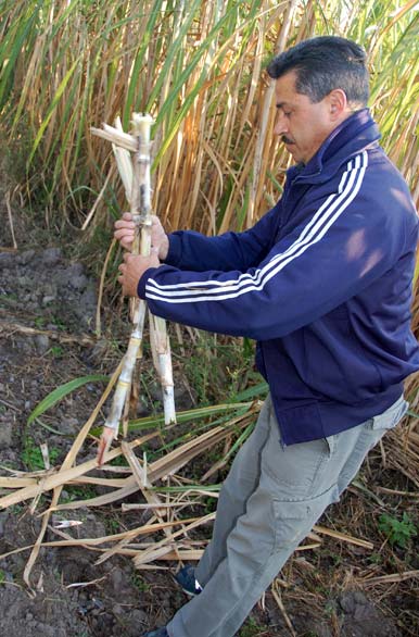 Sugar cane from Tucumán
