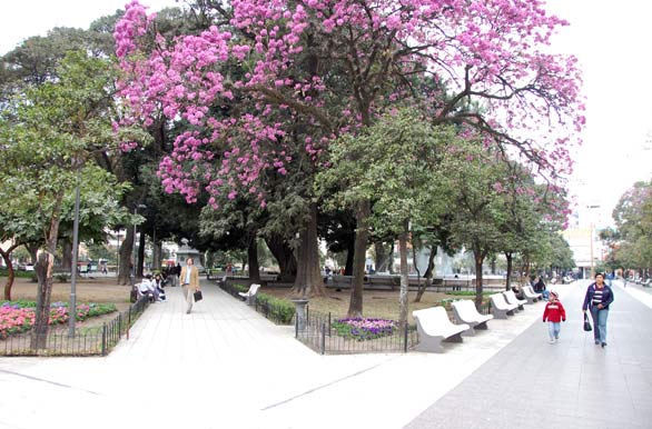 Lapacho rosado, símbolo de Tucumán