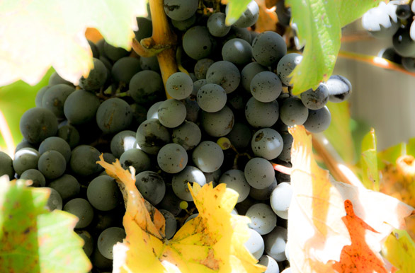 Prestigiosa uva del Valle de Uco