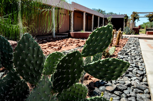 Cactus en Talampaya Hotel